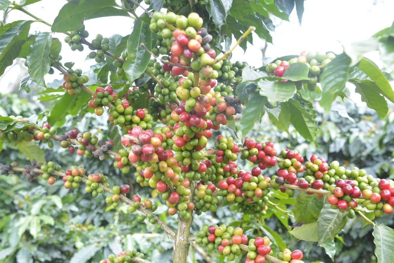 ສາລະວັນ ຜະລິດກະສິກໍາ ໄດ້ 375,350 ໂຕນ ໃນປີນີ້