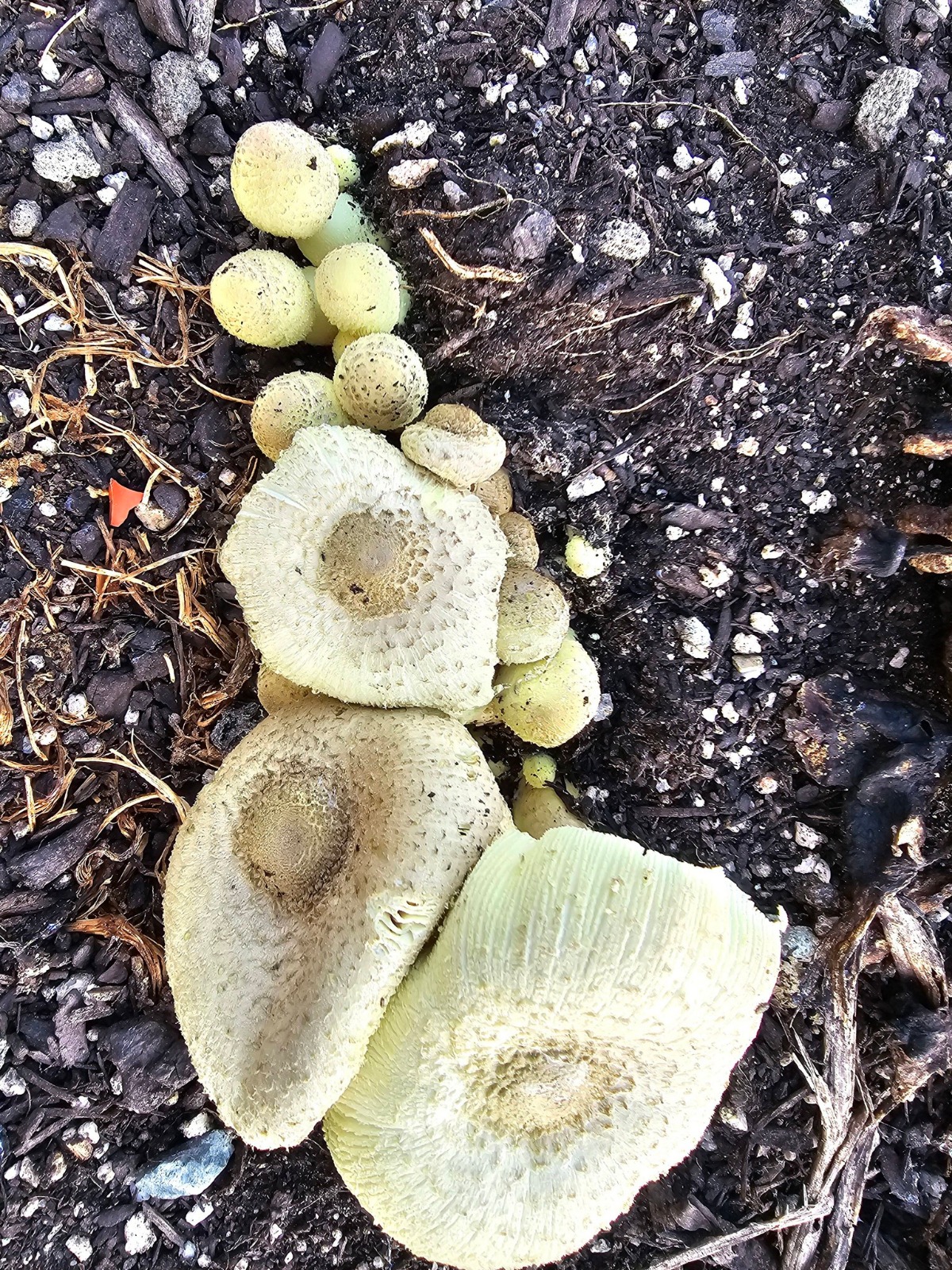 ຈົ່ງລະມັດລະວັງ ການບໍລິໂພກເຫັດ ອາດເປັນເຫັດເບື່ອ ໄລຍະລະດູຝົນ