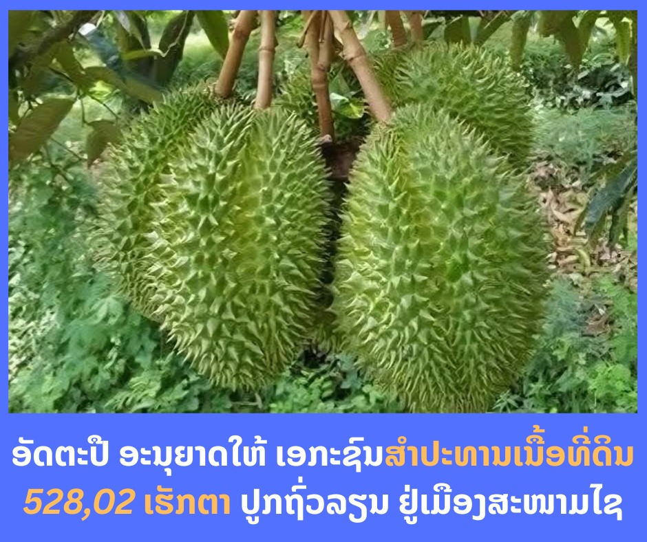 ອັດຕະປື​ ອະນຸຍາດໃຫ້ ເອ​ກະຊົນ​ສຳປະທານເນື້ອທີ່ດິນ 528,02 ເຮັກຕາ ປູກຖົ່ວລຽນ ຢູ່ເມືອງສະໜາມໄຊ